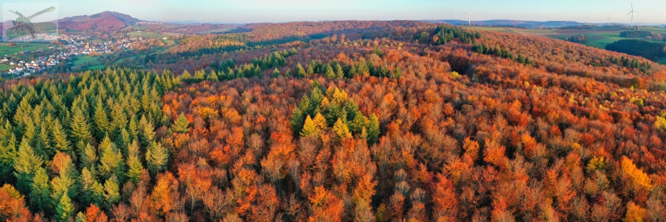 16Nov19-EngscheiderWald-Pan675